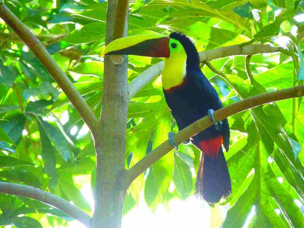 3 Bamboo Eco Lodge Cahuita Rum bild